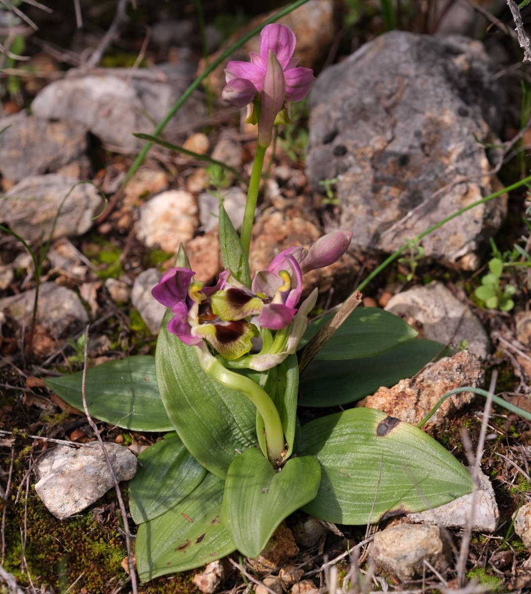 Ultime orchidee per quest''anno - Dalla Grecia con passione